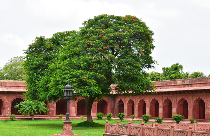 Large tree inside Agra Fort courtyard Indiajpg