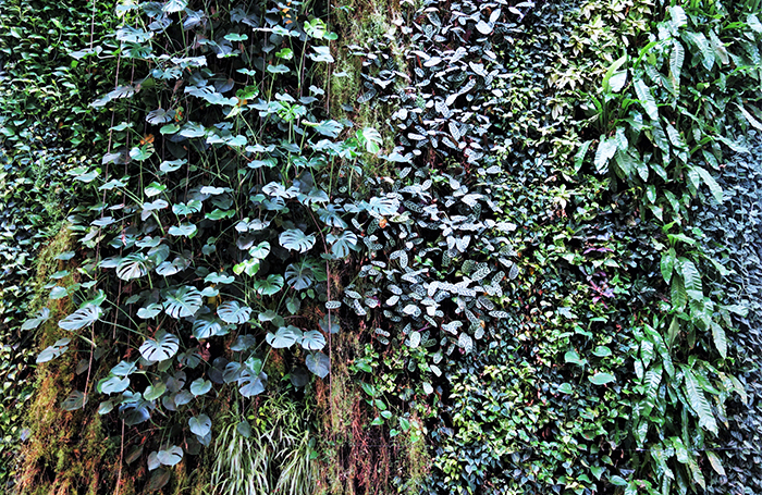 PAR202120Image 1 Living wall canopy700x455jpg