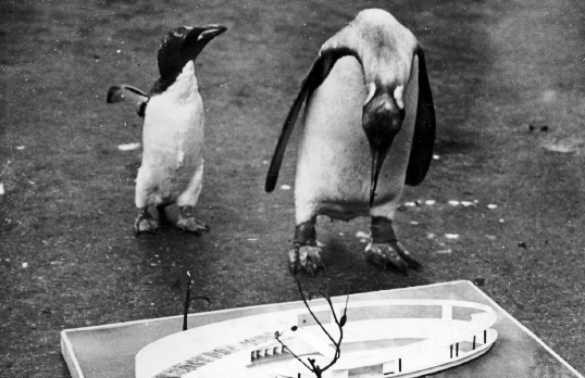 two penguins inspect architectural model