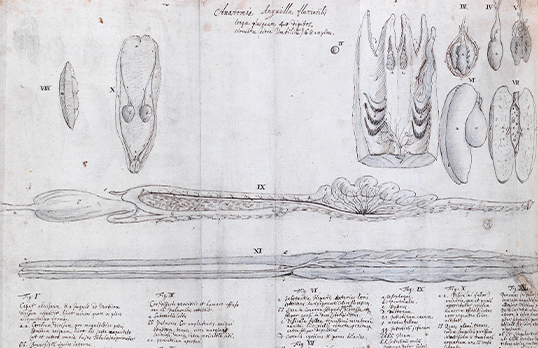  On the anatomy of the river eel by Christopher Wren - black and white sketch and text