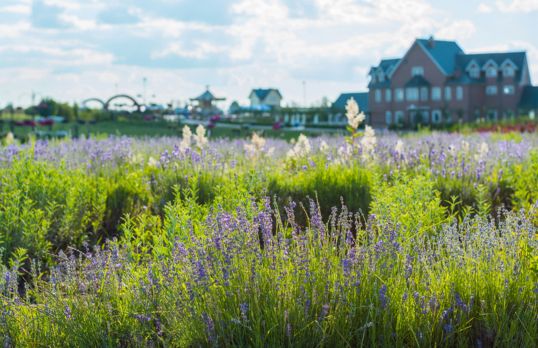 Field of lavender flowers with large house in the background