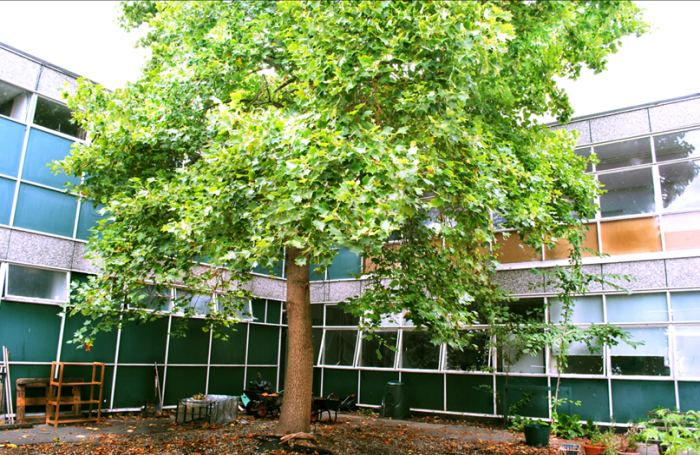 Repurposed school garden